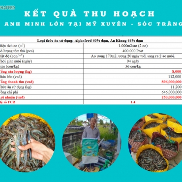 Khách hàng nuôi tôm khi dùng sản phẩm của Alphafeed